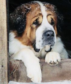 a brown and white dog laying on top of a window sill covered in snow