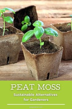 four small seeding pots with plants growing out of them and the words peat moss