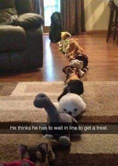 several stuffed animals lined up on the floor