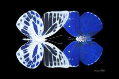 two blue and white butterflies sitting next to each other on top of a black surface