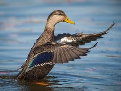 a duck flapping its wings in the water