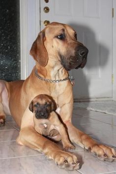 two dogs are sitting on the floor with their paws up and looking at the camera