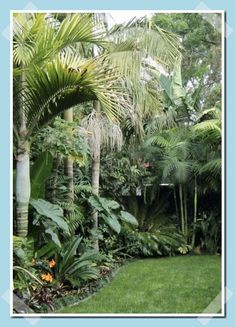 a lush green garden with lots of trees and plants