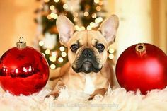 a small dog sitting next to two red christmas ornaments