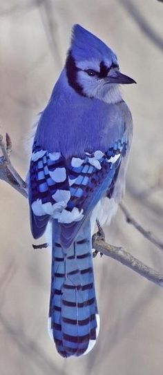 a blue bird sitting on top of a tree branch next to a leafless tree