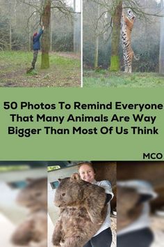 the cover of 50 photos to remind everyone that many animals are way bigger than most of us think