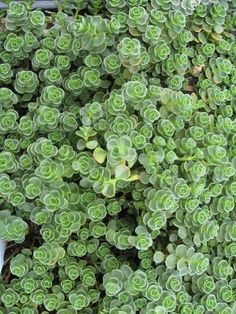 green plants are growing together in the garden