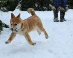 a dog is running through the snow in front of a person