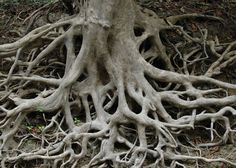 a tree with very large roots on the ground