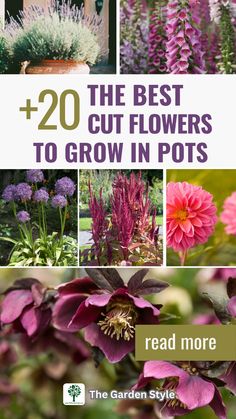 the best flowers to grow in pots with text overlay that reads,'20 best cut flowers to grow in pots read more '