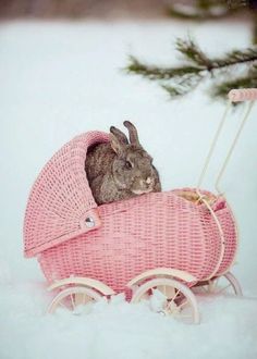 a rabbit is sitting in a pink baby buggy with snow on the ground behind it