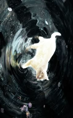 a white cat is in the middle of a black and white swirl with bubbles around it