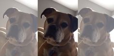 three different pictures of a dog sitting on the floor with his head turned to the side