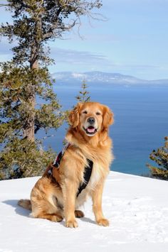 a large brown dog sitting on top of a snow covered slope next to trees and water