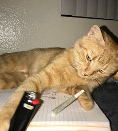 cat smoking a blunt Söt Katt, Image Chat, Silly Cats Pictures, Bad Cats, Puff And Pass, Silly Animals, Cat Aesthetic, Funny Cute Cats, Orange Cat