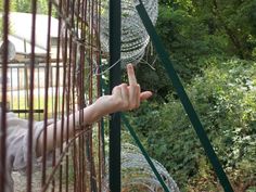 a person is pointing at something in the air behind a caged area with trees and bushes