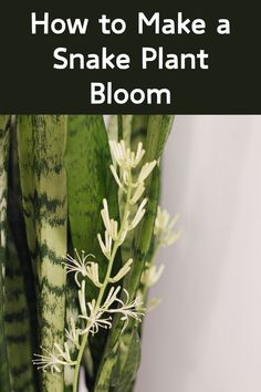 an image of snake plant blooming with text overlay that reads how to make a snake plant bloom