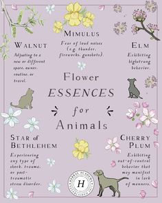 the flower essens for animals