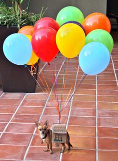 a small dog standing next to a bunch of balloons in front of a planter