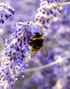 a yellow and black bee on purple flowers