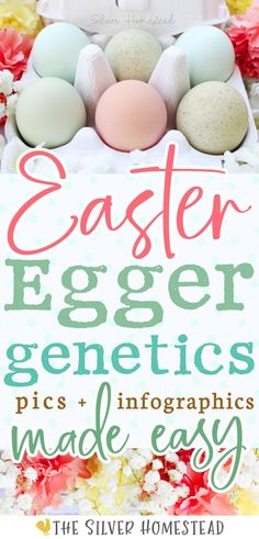 a white carton holding gorgeous blue, aqua, green, and speckled green eggs surrounded by fresh flowers in white, yellow and coral shades with text that reads Easter Egger genetics made easy with pics + infographics Colored Chicken Eggs, Easter Eggers Eggs, Easter Eggers, Laying Hens, Keeping Chickens