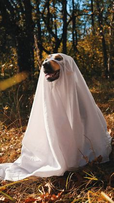 a dog dressed up as a ghost in the woods