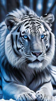 a white tiger with blue eyes laying down