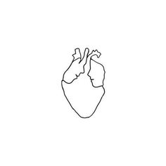 a line drawing of the human heart