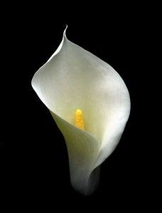 a white flower on a black background with the words quirkyalaone written below it