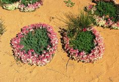 some pink and white flowers are in the middle of brown dirt with small green plants