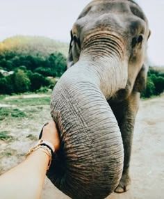 an elephant is holding the hand of someone