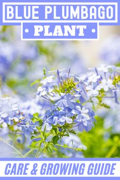 blue flowers with the words blue plumbao plant care and growing guide on it