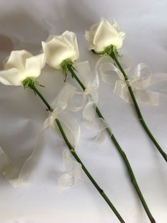 three white roses with ribbons tied around them on a white background, the flowers are ready to be cut and put in vases