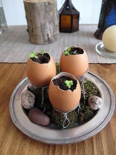 three eggs with plants growing out of them on a silver plate sitting on a wooden table