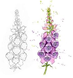 two drawings of flowers one is purple and the other is green