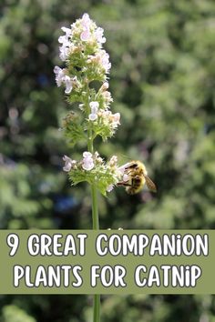 a close up of a flower with the words 9 great companion plants for catnip