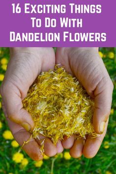 two hands holding yellow flowers with the words, 16 exciting things to do with dandelion