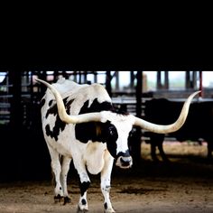 a black and white cow with long horns in an enclosure