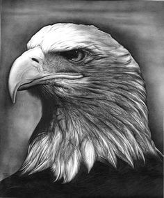 a pencil drawing of an eagle's head