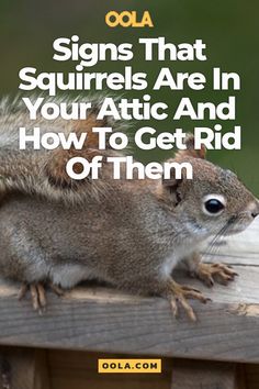 a squirrel sitting on top of a wooden bench with the words, signs that squirrels are in your attic and how to get rid of them