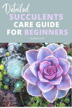 a succulent plant with the words detailed care guide for beginners on it