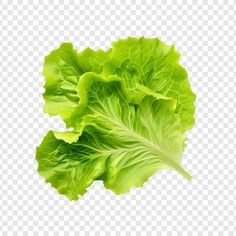 lettuce on a white background with clippings for the leaves and stems