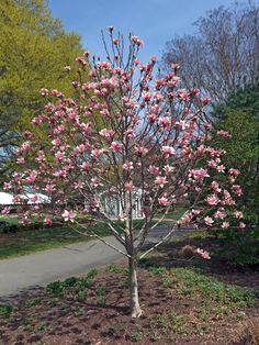 a small tree with pink flowers in the middle of a park area near a sidewalk