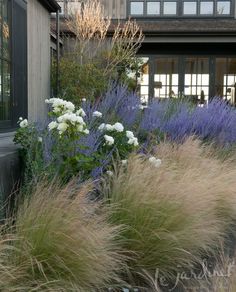 tall grasses and white flowers in front of a house with large windows on the side