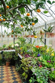 an orange tree in a greenhouse filled with lots of plants