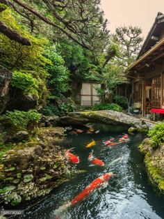 a group of koi fish swimming in a pond next to a wooden building with red umbrellas