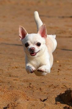 a small white dog jumping in the air with its front paws out and eyes wide open