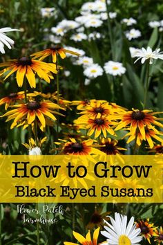 yellow and white flowers with the words how to grow black eyed susans