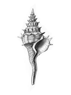 a black and white drawing of a sea shell with spikes on it's side