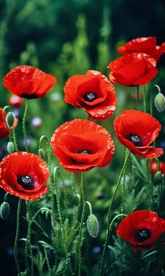 some red flowers are growing in the grass